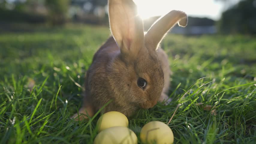 Easter rabbit egg courtyard. A rabbit explores bright yellow eggs on lush green grass. The rabbit curiously examines the yellow eggs, surrounded by vibrant grass.