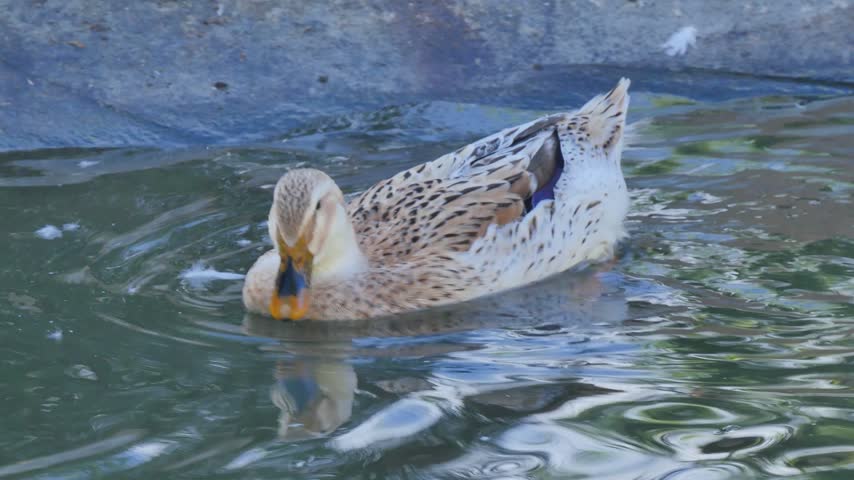 Speckled duck in the water