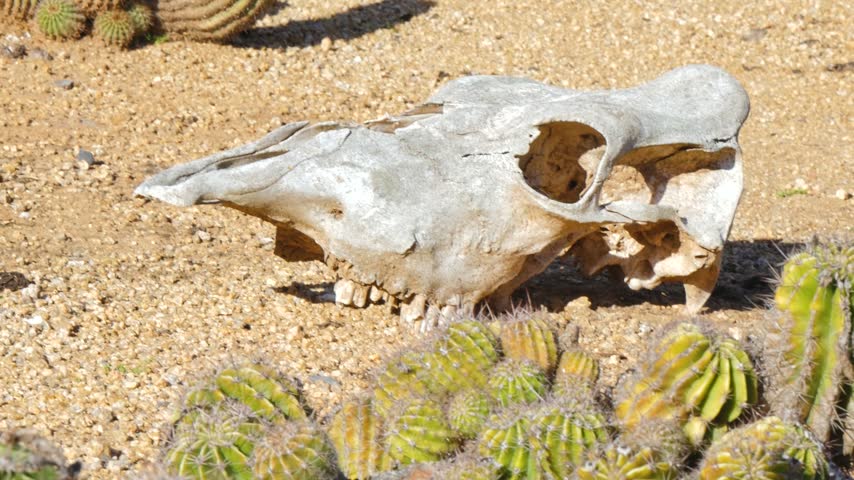 Animal skull on the desert ground