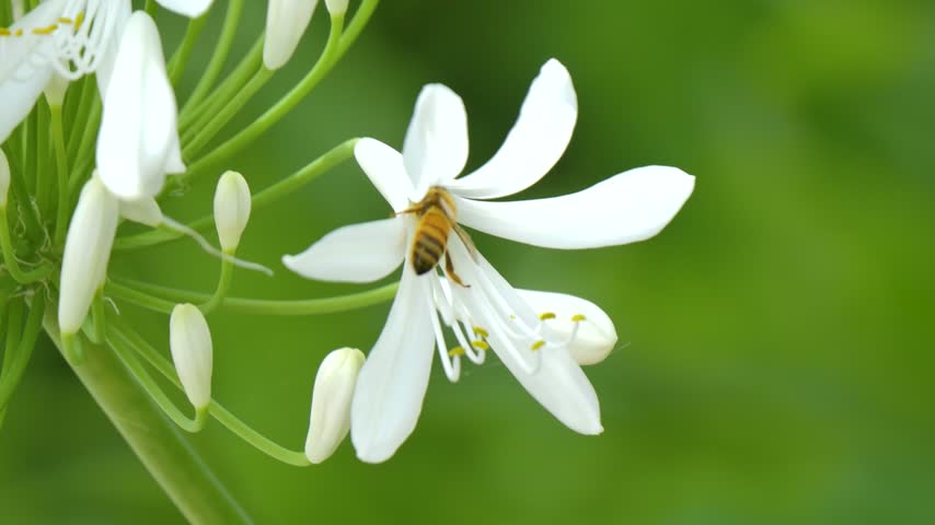 Bee drinking from a white flower