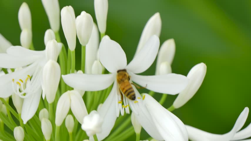 Bee drinking from a flower