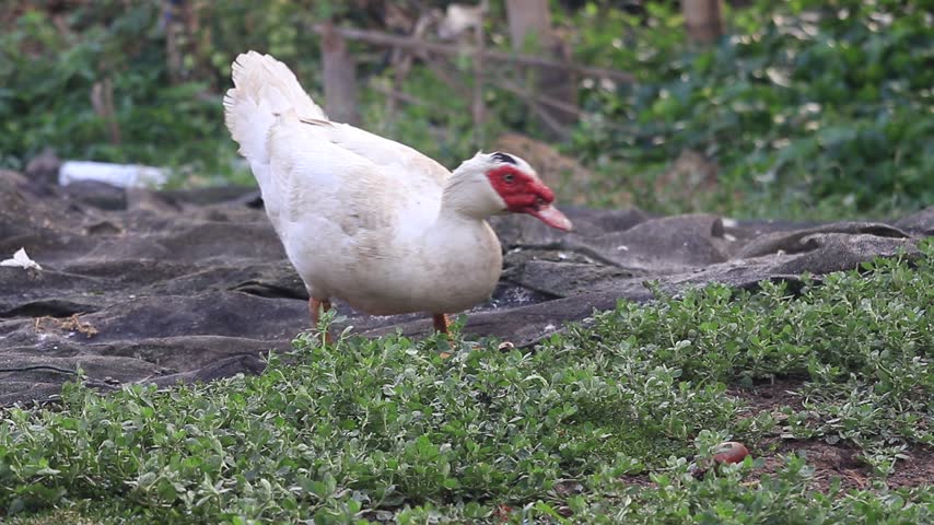 White goose walks and grazes on grass in a rural farmyard with trees and natural background.
