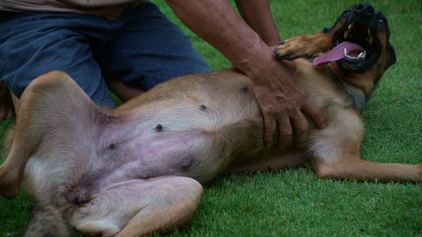 Close up shot of a person kneeling on a lush green lawn, giving a belly rub to a tan shepherd dog lying on the grass.