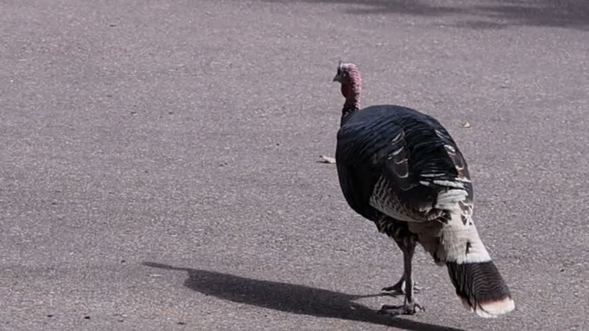 Wild turkey walking through the area.
