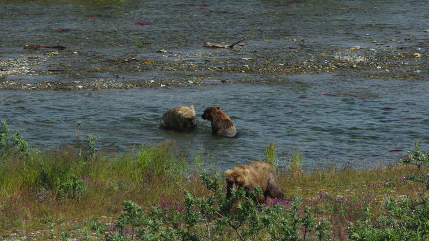 A top down view of a brown bear attempting to catch red sockeye salmon in the rivers of Katmai National Park, Alaska USA