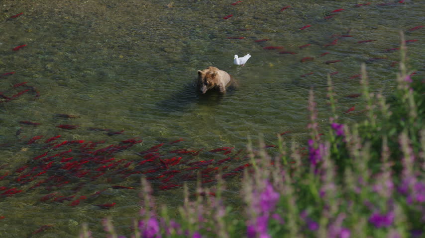 A top down view of a brown bear attempting to catch red sockeye salmon in the rivers of Katmai National Park, Alaska USA