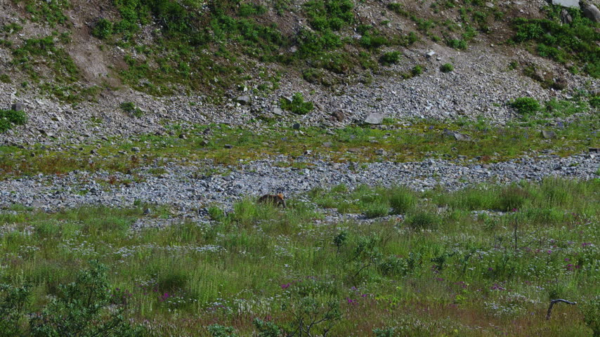 A top down view of a brown bear attempting to catch red sockeye salmon in the rivers of Katmai National Park, Alaska USA
