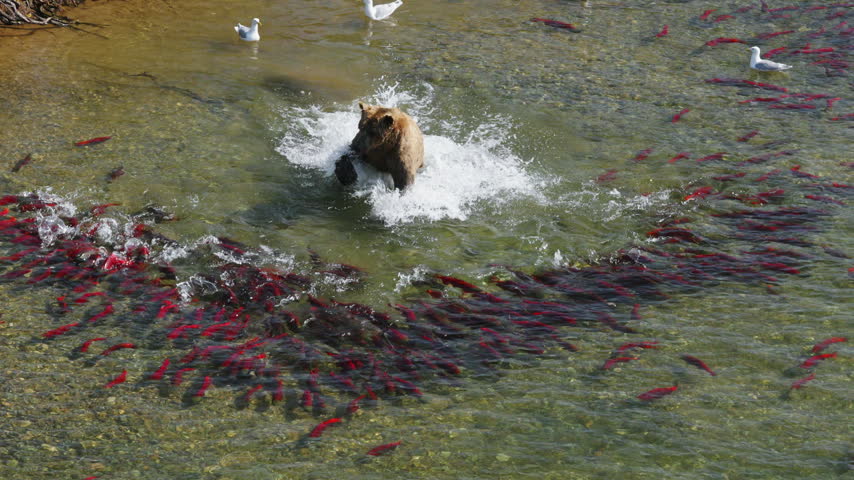 A top down view of a brown bear attempting to catch red sockeye salmon in the rivers of Katmai National Park, Alaska USA