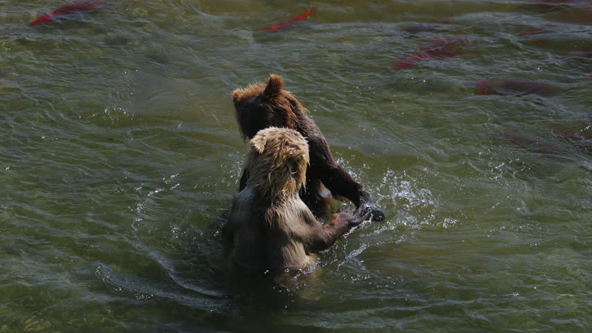 A top down view of two brown bear attempting to catch red sockeye salmon and fighting in the rivers of Katmai National Park, Alaska USA