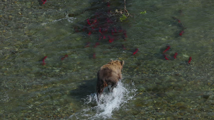 A top down view of a brown bear attempting to catch red sockeye salmon in the rivers of Katmai National Park, Alaska USA