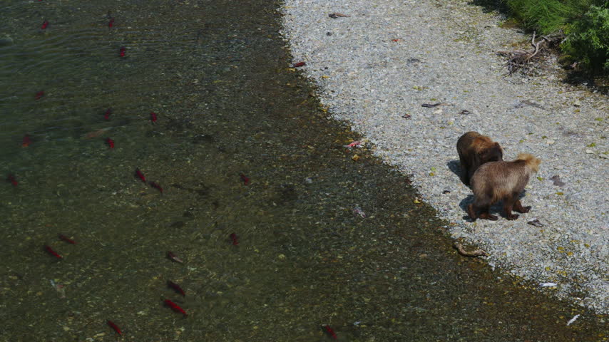 A top down view two brown bear attempting to catch red sockeye salmon and fighting in the rivers of Katmai National Park, Alaska USA
