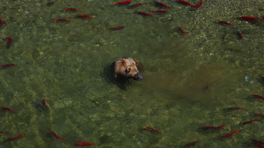 A top down view of a brown bear attempting to catch red sockeye salmon in the rivers of Katmai National Park, Alaska USA
