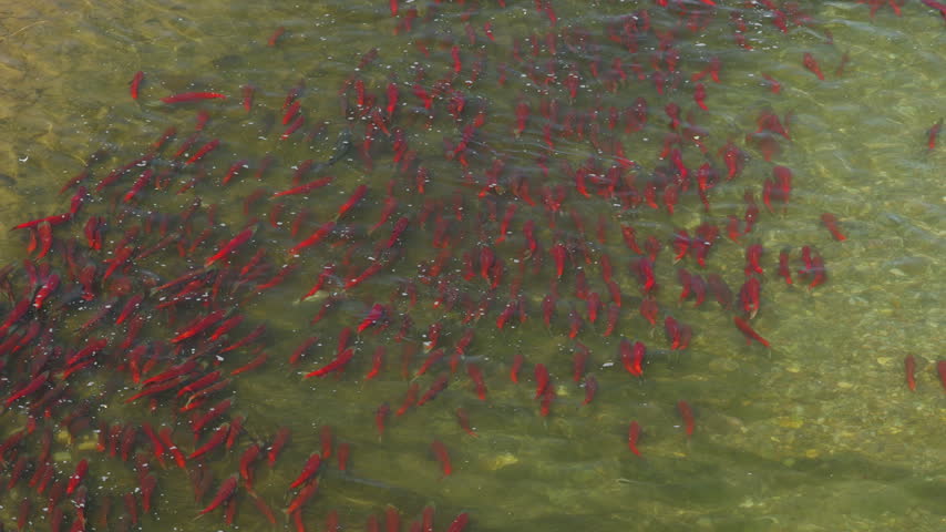 A top down view of red sockeye salmon in the rivers of Katmai National Park, Alaska USA
