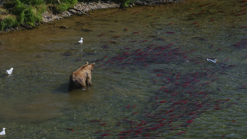 A top down view of a brown bear attempting to catch red sockeye salmon in the rivers of Katmai National Park, Alaska USA