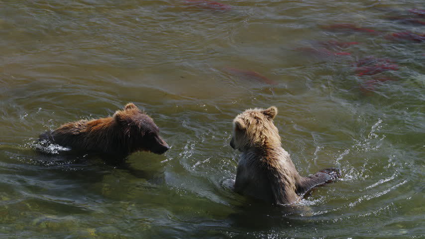 A top down view of two brown bear attempting to catch red sockeye salmon and fighting in the rivers of Katmai National Park, Alaska USA