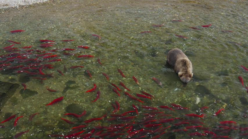 A top down view of a brown bear attempting to catch red sockeye salmon in the rivers of Katmai National Park, Alaska USA