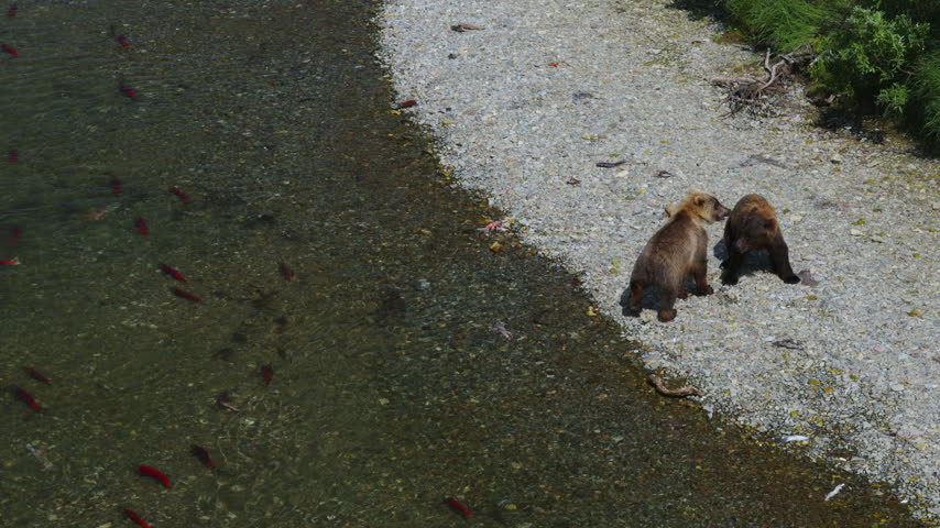 A top down view of two brown bear attempting to catch red sockeye salmon and fighting in the rivers of Katmai National Park, Alaska USA
