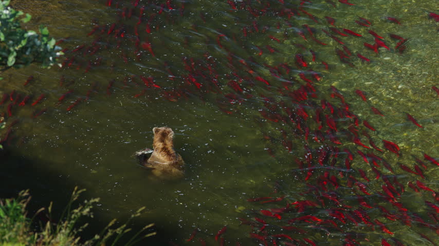 A top down view of a brown bear attempting to catch red sockeye salmon in the rivers of Katmai National Park, Alaska USA