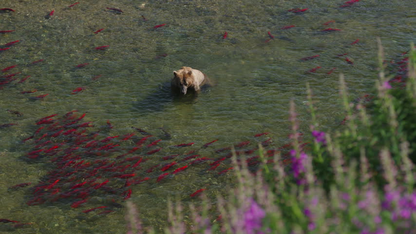 A top down view of a brown bear attempting to catch red sockeye salmon in the rivers of Katmai National Park, Alaska USA