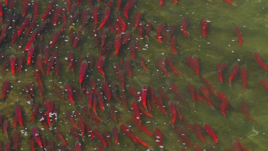 A top down view of red sockeye salmon in the rivers of Katmai National Park, Alaska USA
