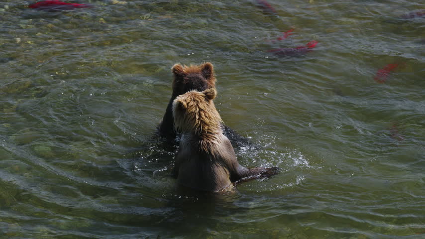 A top down view of two brown bear attempting to catch red sockeye salmon and fighting in the rivers of Katmai National Park, Alaska USA