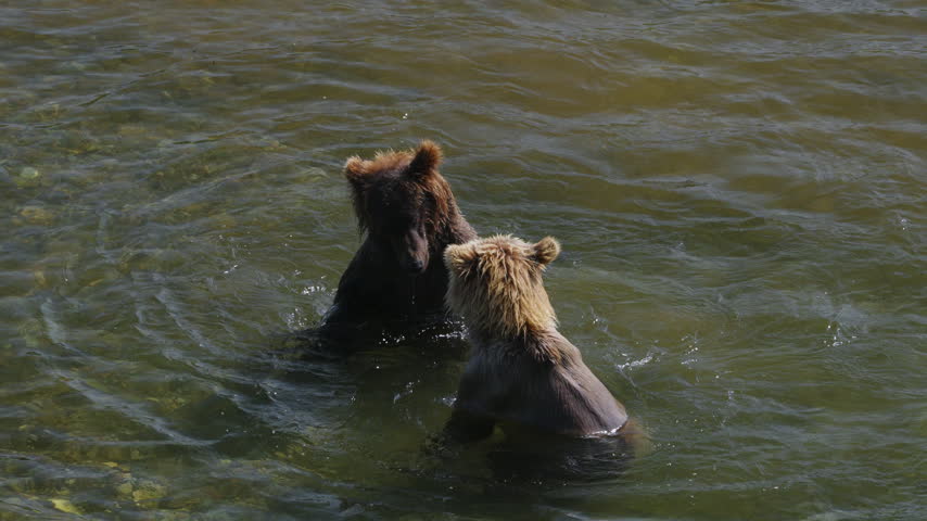 A top down view of two brown bear attempting to catch red sockeye salmon and fighting in the rivers of Katmai National Park, Alaska USA