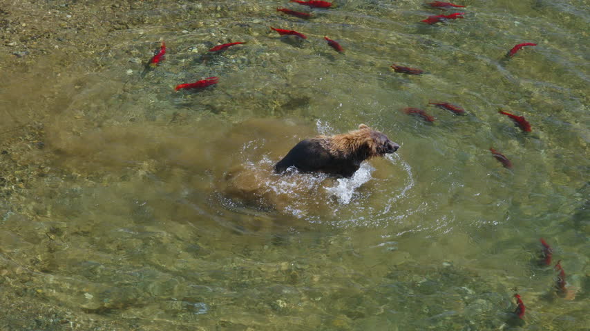 A top down view of a brown bear attempting to catch red sockeye salmon in the rivers of Katmai National Park, Alaska USA