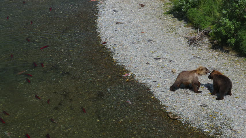 A top down view of two brown bear attempting to catch red sockeye salmon and fighting in the rivers of Katmai National Park, Alaska USA