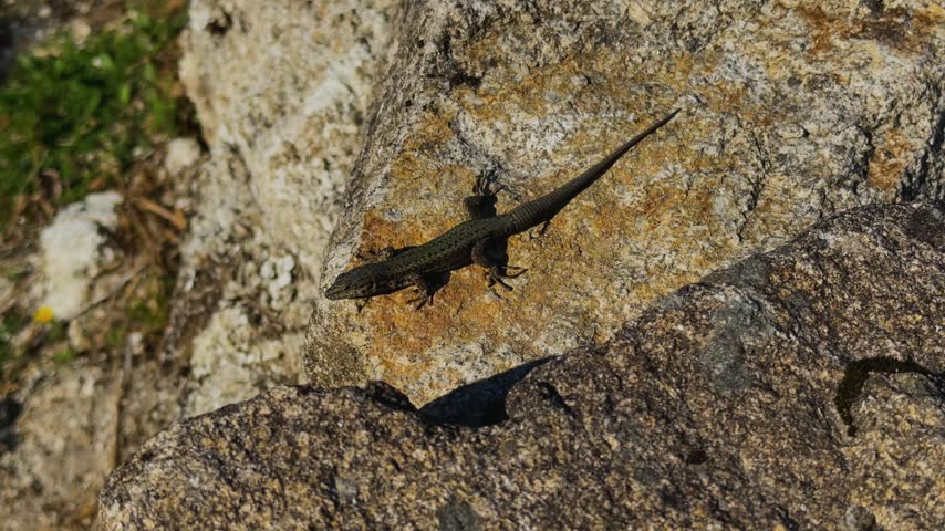 Native Portuguese Lizard Resting on Textured Stone.