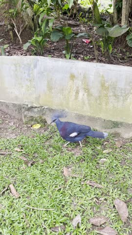 victoria crowned pigeon walking around in the park, high angle