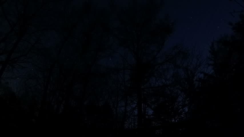 Time-lapse of star trails moving across the night sky above tree silhouettes