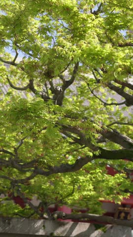 Stone memorial monument with kanji inscriptions standing in front of lush maple foliage within serene Japanese shrine.