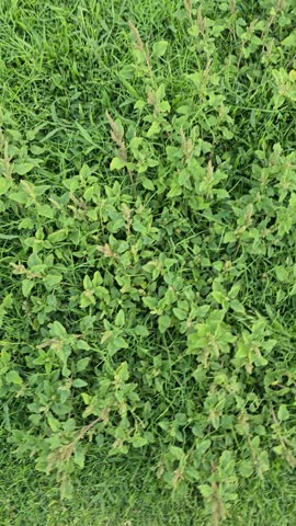 Top-down view moving across a lush green lawn covered with wild weeds and small leafy plants growing outdoors in daylight.