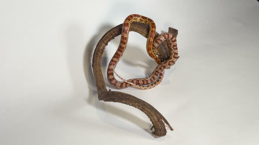 Young corn snake moving slowly along rustic driftwood branch isolated on plain white surface. Captive reptile specimen explores textured perch in studio lighting environment.
