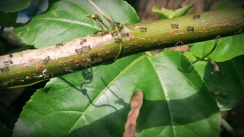 Macro close-up of ants marching along a fresh green vine leaf in nature.