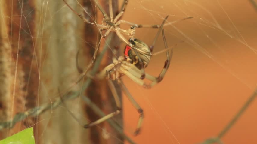 15 seconds. A female Brown Widow Spider, Latrodectus geometricus, has just shed her skin; she struggles to detach the empty husk from her spinneret, succeeds and heads for her retreat.  Bulawayo, Zimbabwe. 