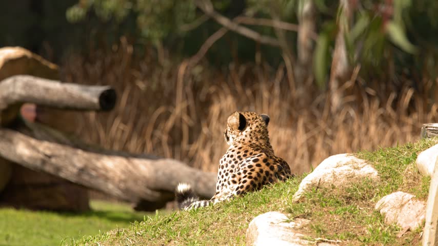Alert cheetah rests on a grassy ridge bathed in sunlight, captured in Dubbo, Australia.