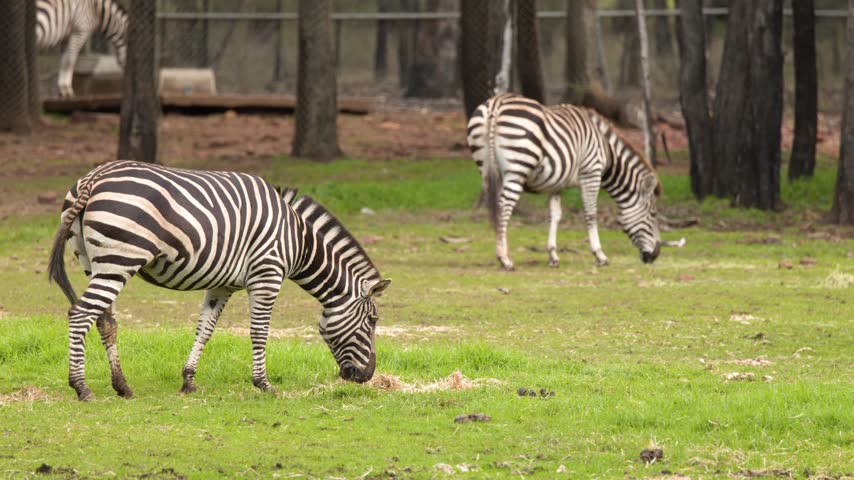 Striped plains zebras graze peacefully on fresh grass in a woodland enclosure in Dubbo, Australia.