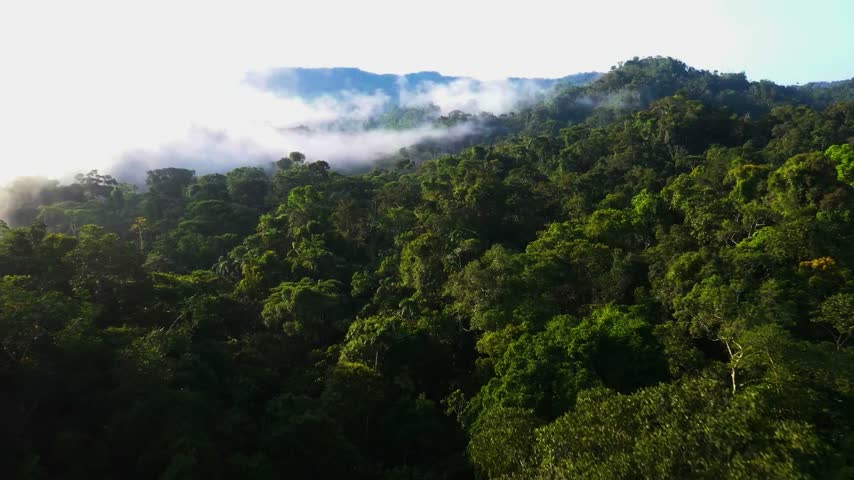 Lush green tree tops stretch across a vast valley under early morning light.