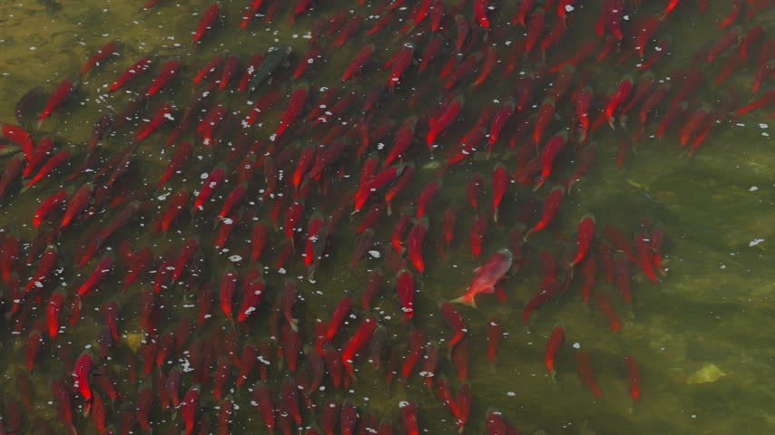 A top down view red sockeye salmon in the rivers of Katmai National Park, Alaska USA