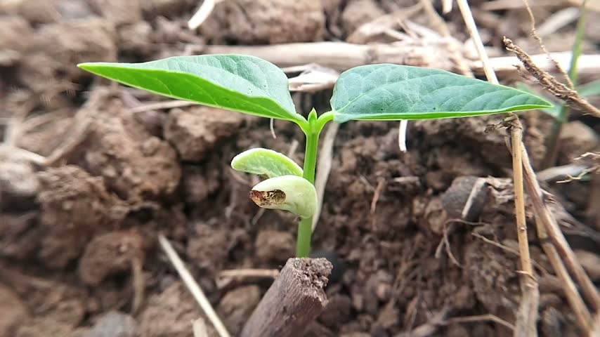 A young bean plant shows broad leaves and pale cotyledons emerging from clumpy soil.