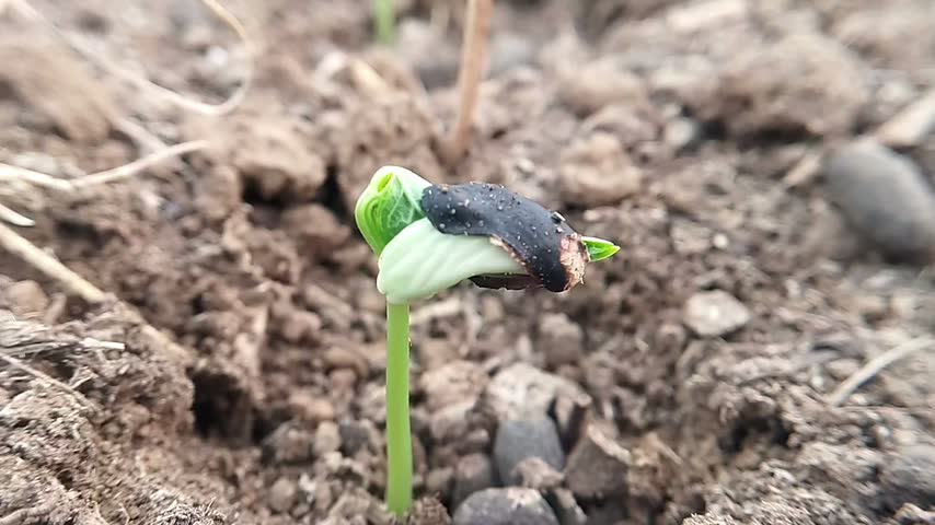 A small bean seedling rises from pebbly soil with pale cotyledons and a visible black seed coat.