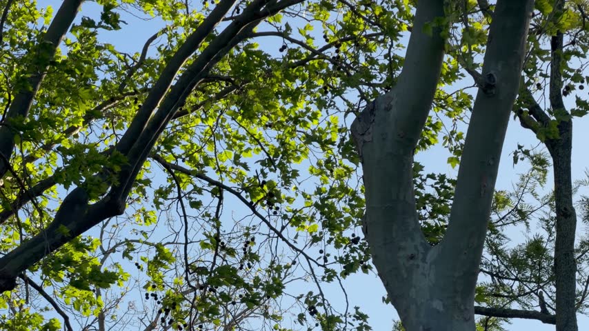 Moving shot of trees with sunlight peaking through, during the late afternoon