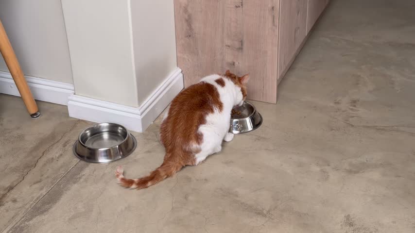 Orange and White Cat Eating Food from Metal Bowl Indoors