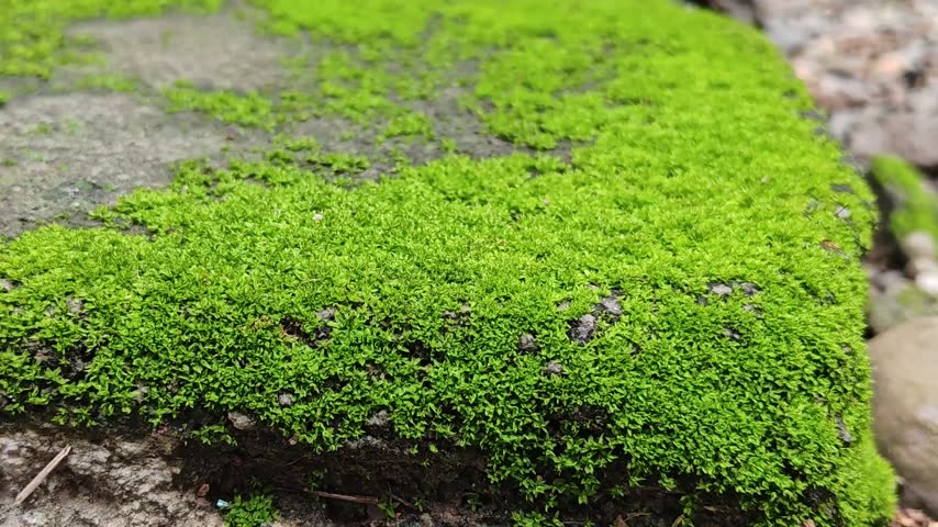 A close-up image of moss growing on a brick wall.