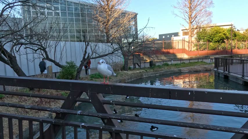 Black headed gull standing on wooden railing suddenly spreads wings and takes flight over urban pond water with ducks swimming below in sunny park environment cinematic footage.