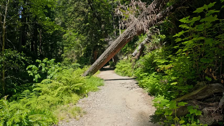 Hiking trail passes under a massive fallen redwood tree on the California coast