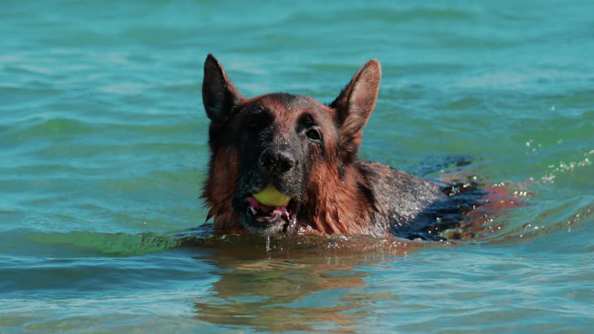 Close up shot of wet German shepherd dog playing fetch with yellow ball while swimming in shallow turquoise tropical ocean.