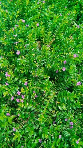 full purple flower ornamental plant