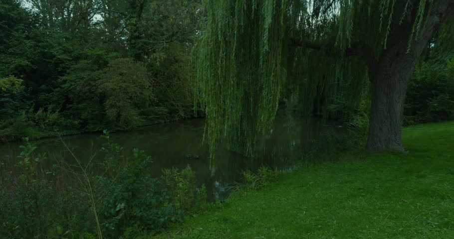 Calm river lake surrounded by lush greenery forest and a large willow tree in Delft, Netherlands, Europe. Murky water reflects overcast sky clouds and dense forest.